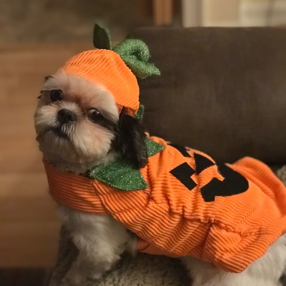 Other - 🌼Dog Pumpkin Costume